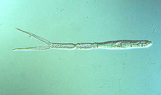 Zerkarie des Austrobilharzia variglandis
